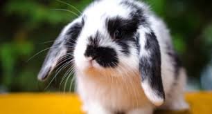 Кролик вислоухий баран