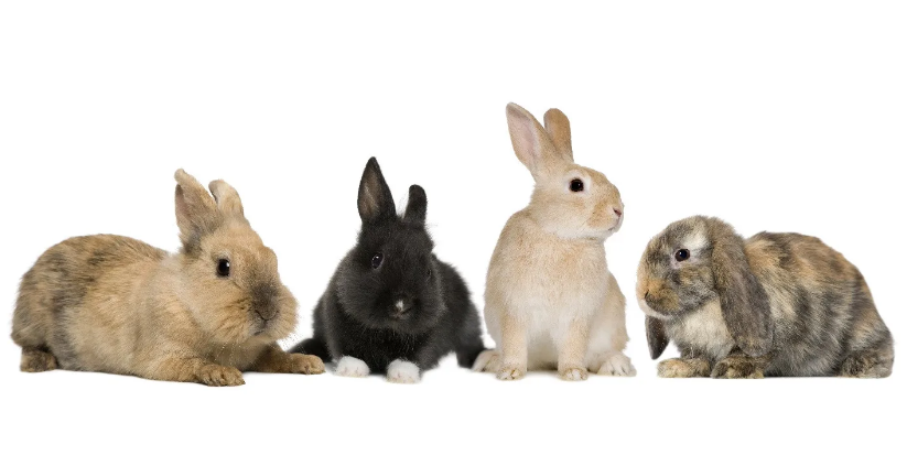 Кролик декоративный