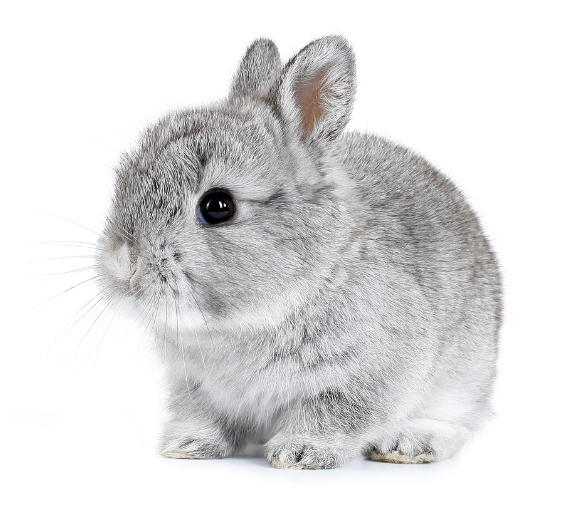 Кролик декоративный МАЛЕНЬКИЙ