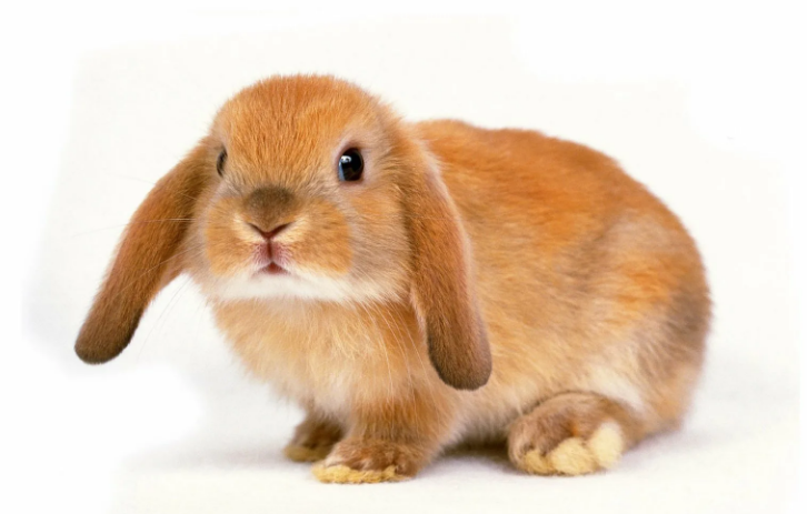 Кролик вислоухий баран