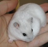 Хомяк джунгарский мандариновый,белый