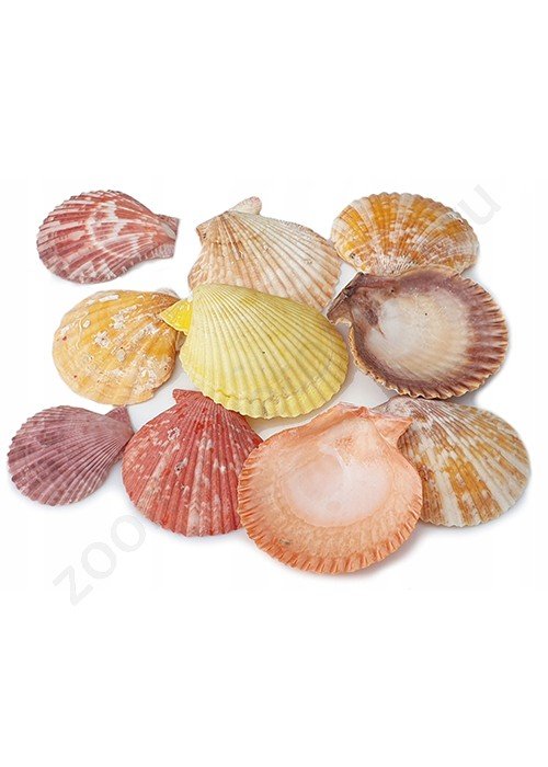 РАКУШКИ "ТРИТОН" 150г (ПЕКТЕН АССОРТИ)