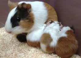 Морская свинка гладкошерстная