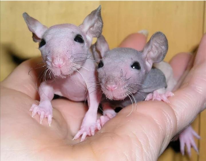 Крыса Сфинкс