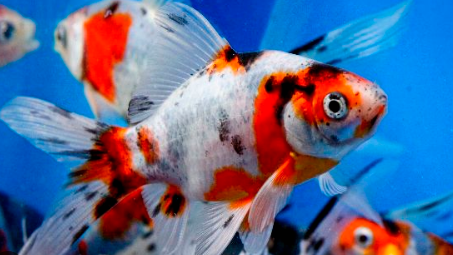 Комета Шубунькин Бристоль