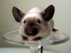 Декоротивные мыши в ассор. (сатиновые,тексели,длинношерстные,розетки)1500руб