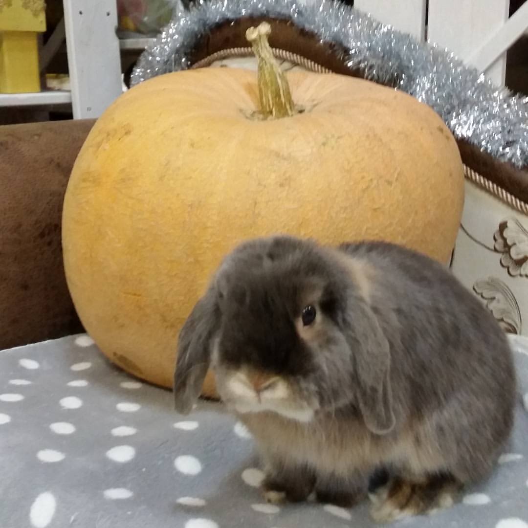 Кролик вислоухий баран