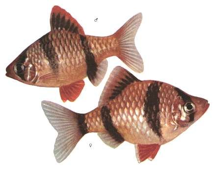 Барбус Суматранский Панда