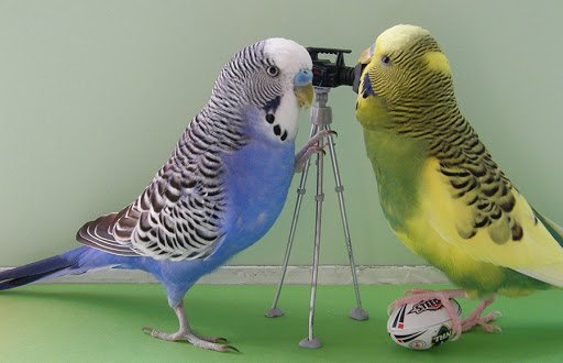 Попугай волнистый девочка