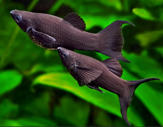 Моллинезия