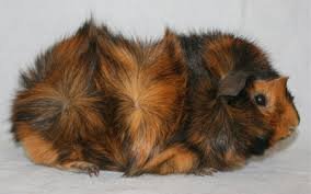 Морская свинка "Розетка;Ангора"