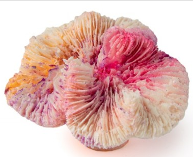 Кс-416Коралл лилия персиковый