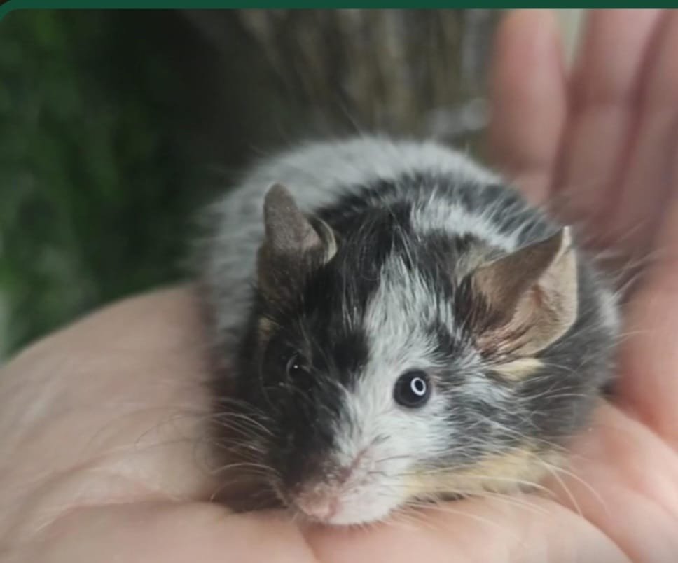 Декоротивные мыши в ассор. (сатиновые,тексели,длинношерстные,розетки) 900руб