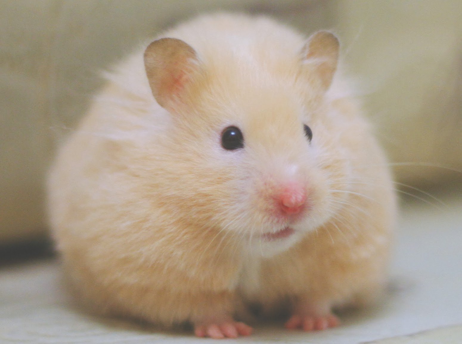 Хомяк сирийский