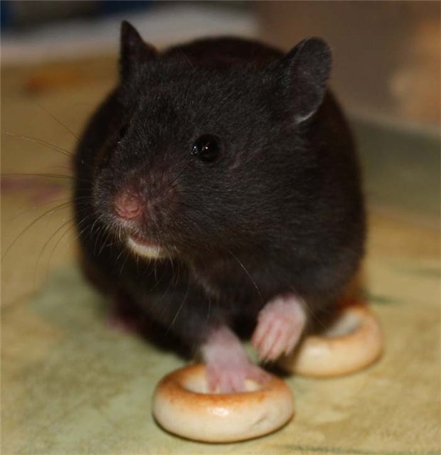 Хомяк сирийский