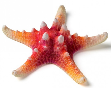 Кс-816Звезда малая персиковая