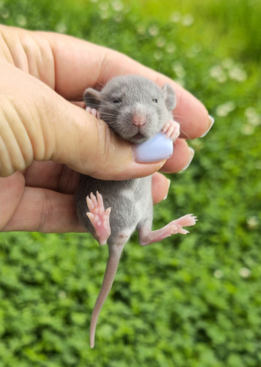 Крысята породные Дамбо 2000руб