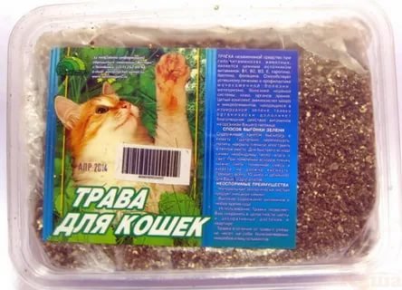 ТРАВКА ДЛЯ КОШЕК В БОЛЬШОМ КОНТЕЙНЕРЕ