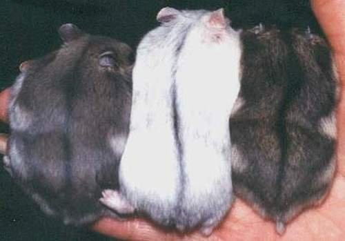 Хомяк джунгарский мандариновый,белый