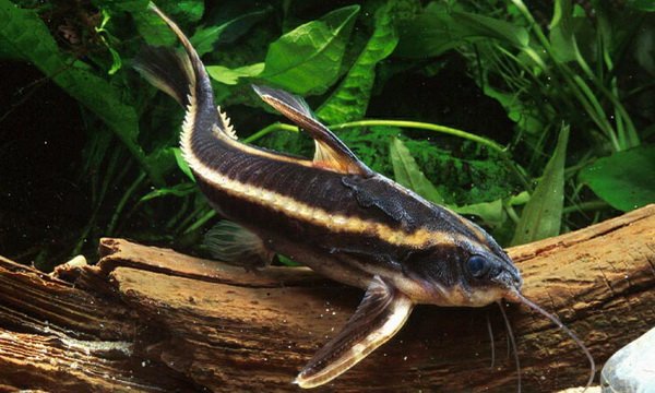 Платидорас