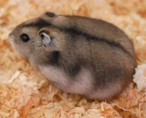 Хомяк джунгарский