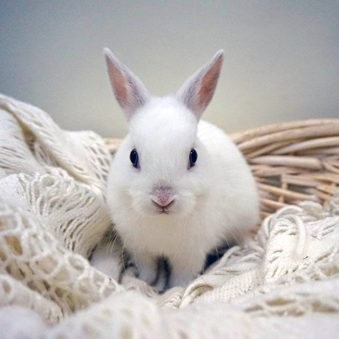 Кролик декоративный