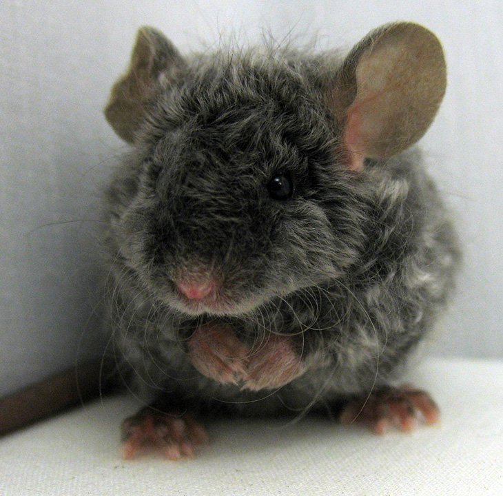 МЫШЬ  Тексель (Кудрявый) 2500руб