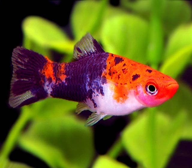 Меченосец Кои Шова