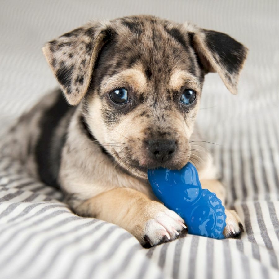 Petstages игрушка для собак Mini "ОРКА жуки" 15 см, пара