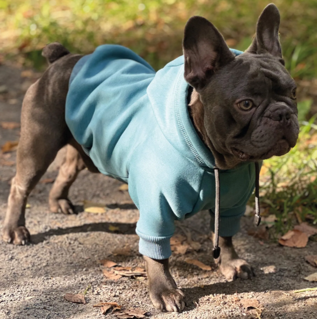 8049 Толстовка для французского бульдога, цвет голубой , размер S (вес 7-9кг)