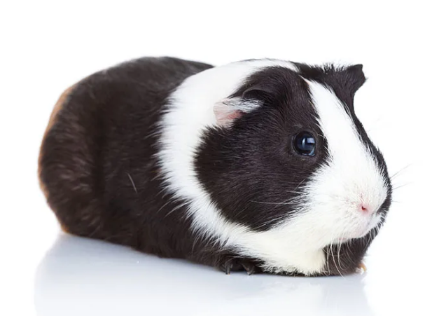 Морская свинка гладкошерстная
