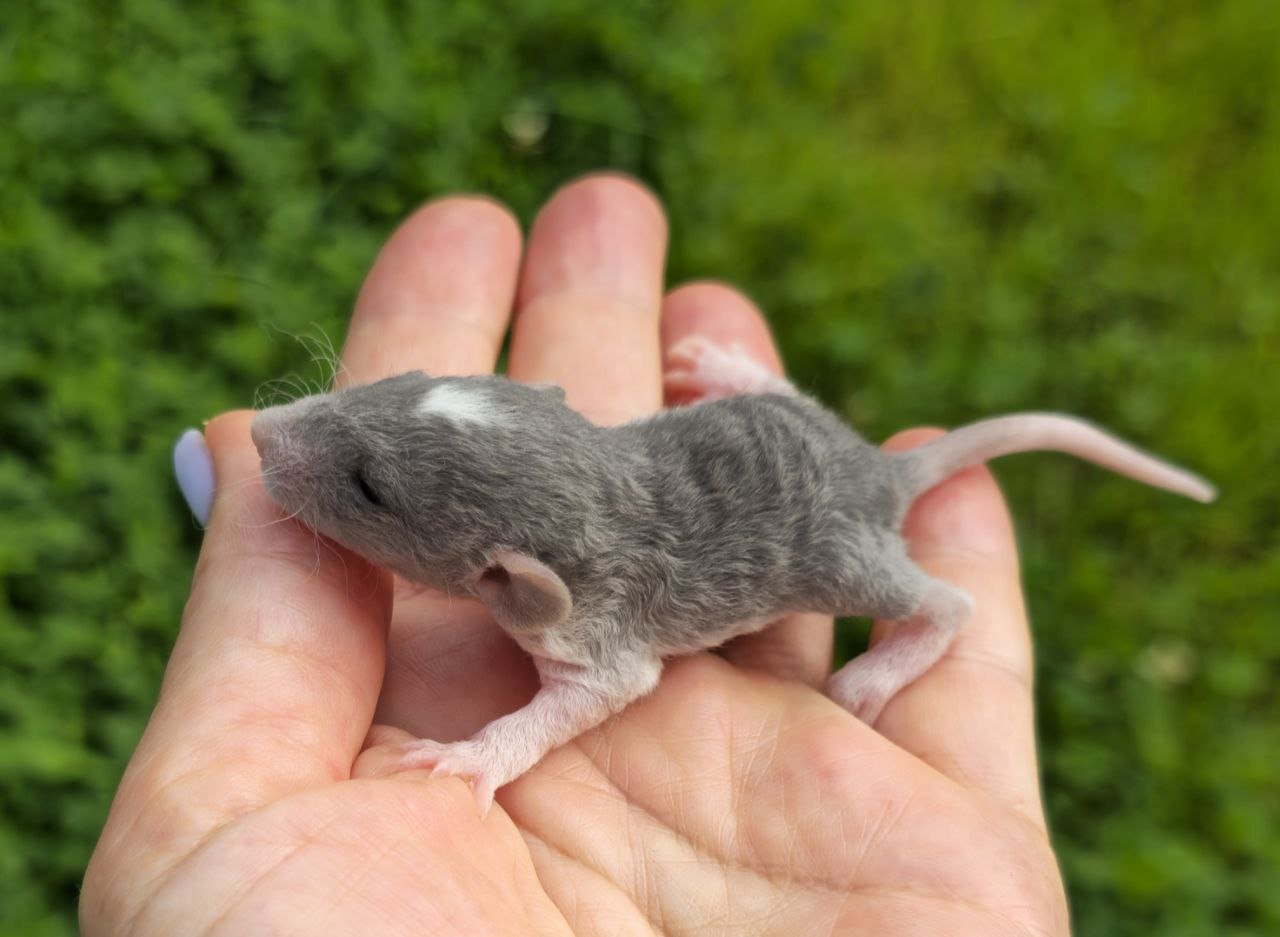 Крысята породные Дамбо 3000руб