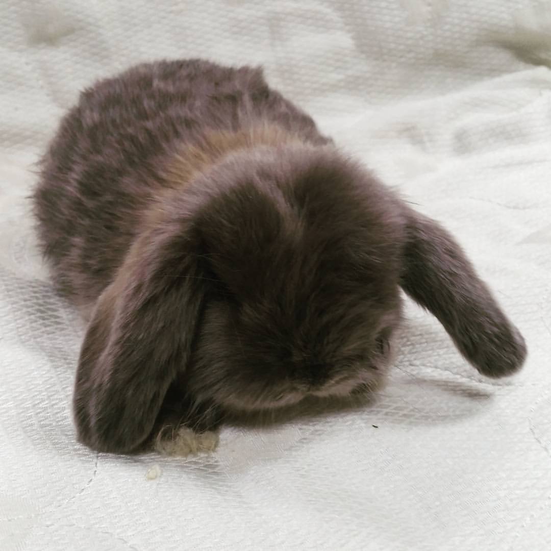 Кролик вислоухий баран