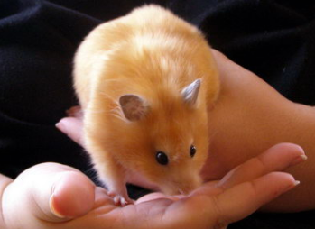 Хомяк сирийский сатиновый