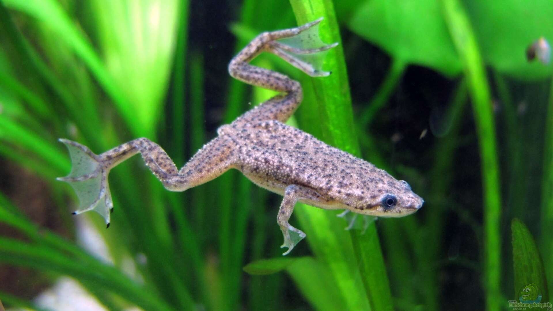 Лягушка Карликовая