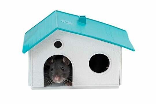 Дарэленд Домик д/грызунов сборный (пластик) бирюзовый