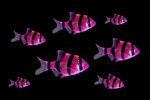 Барбус Фиолетовый