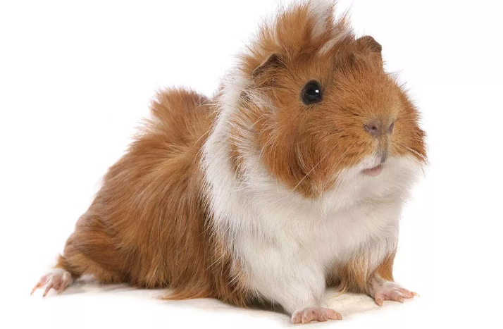 Морская свинка "Розетка;Ангора"