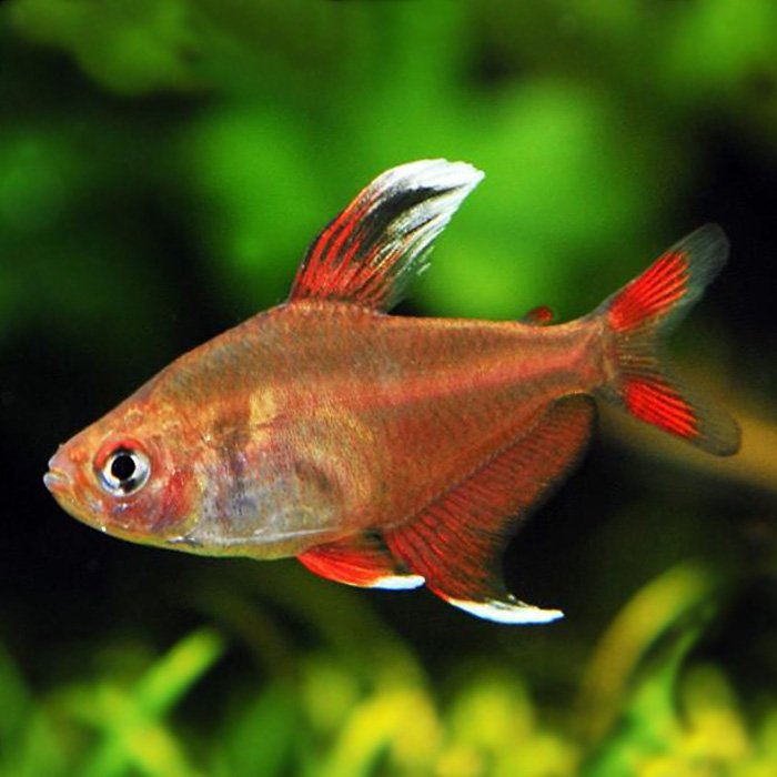 Орнатус Белоплавичный