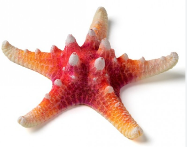 Кс-1016 Звезда остроконечная персиковая