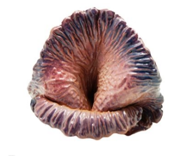 ГРОТ КЕРАМИЧЕСКИЙ "КАПУСТА" (В36)