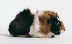 Морская свинка "Розетка;Ангора"