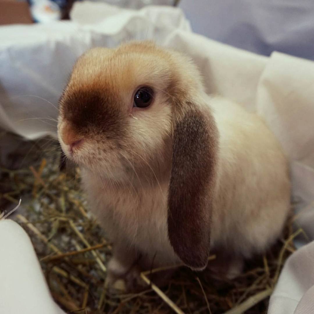 Кролик вислоухий баран