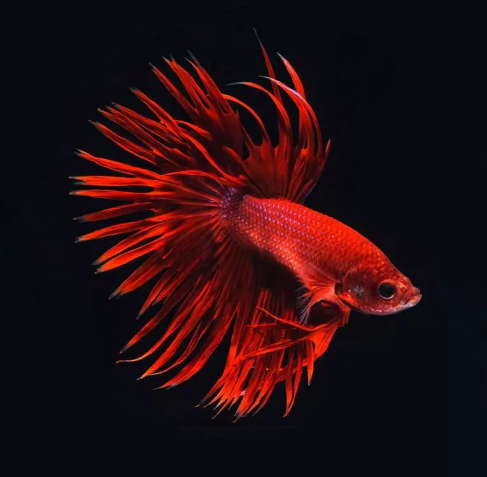 Петушок  "Корона"