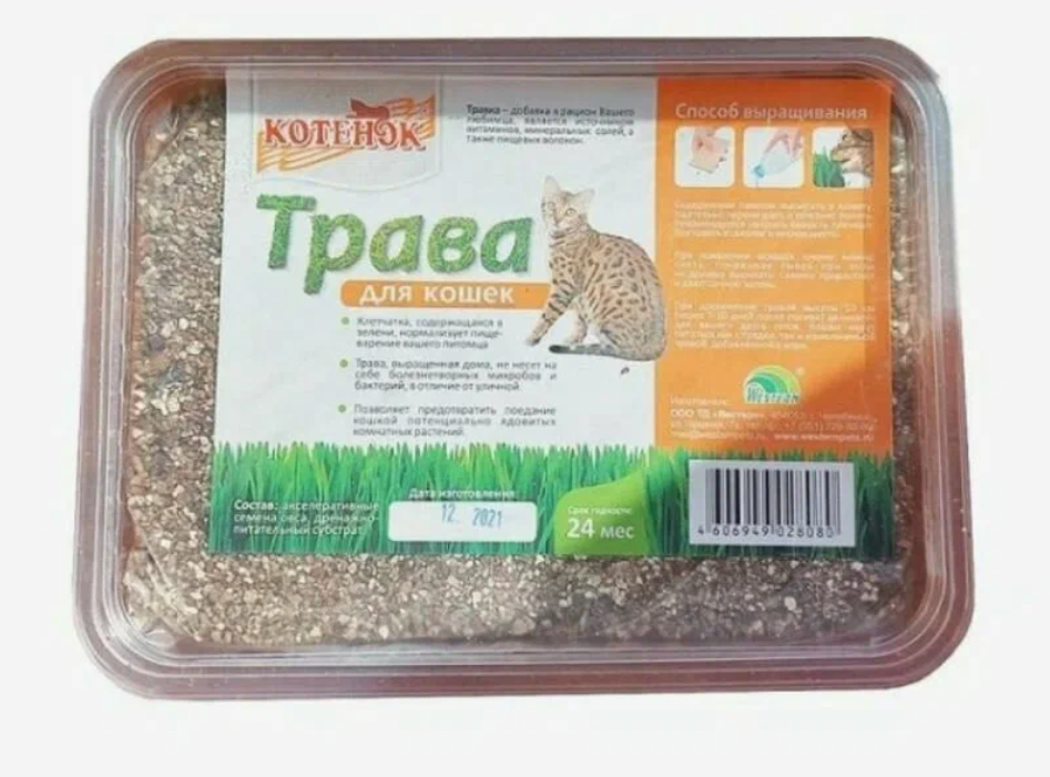 ТРАВКА ДЛЯ КОШЕК В МАЛОМ КОНТЕЙНЕРЕ