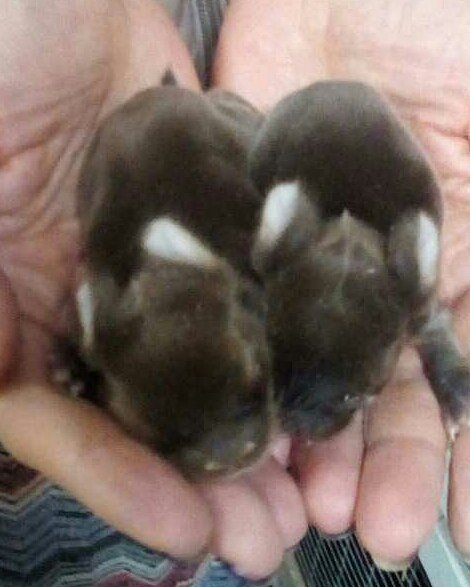 Кролик вислоухий баран