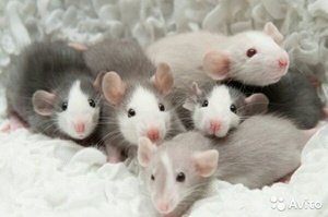 Крыса Дамбо