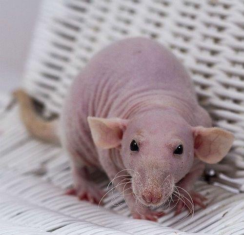Крыса Сфинкс