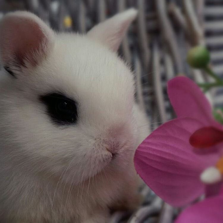 Кролик декоративный