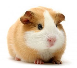 Морская свинка гладкошерстная